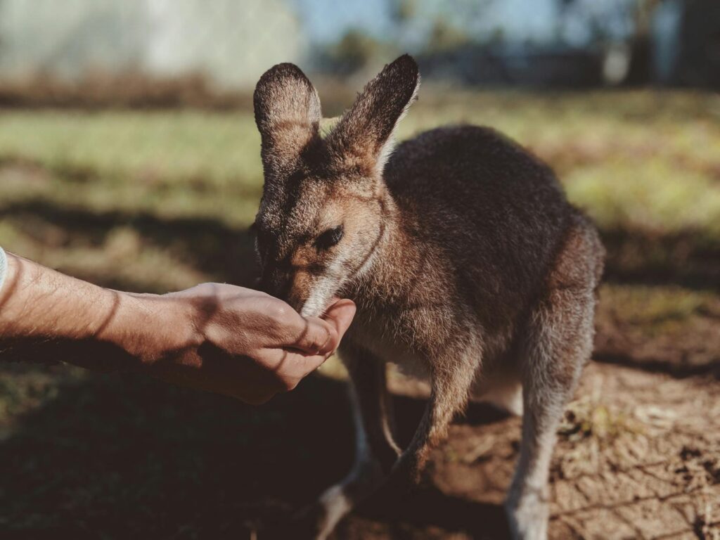 Event Hosting Petting Zoo Business Name Suggestion [2024 Update]