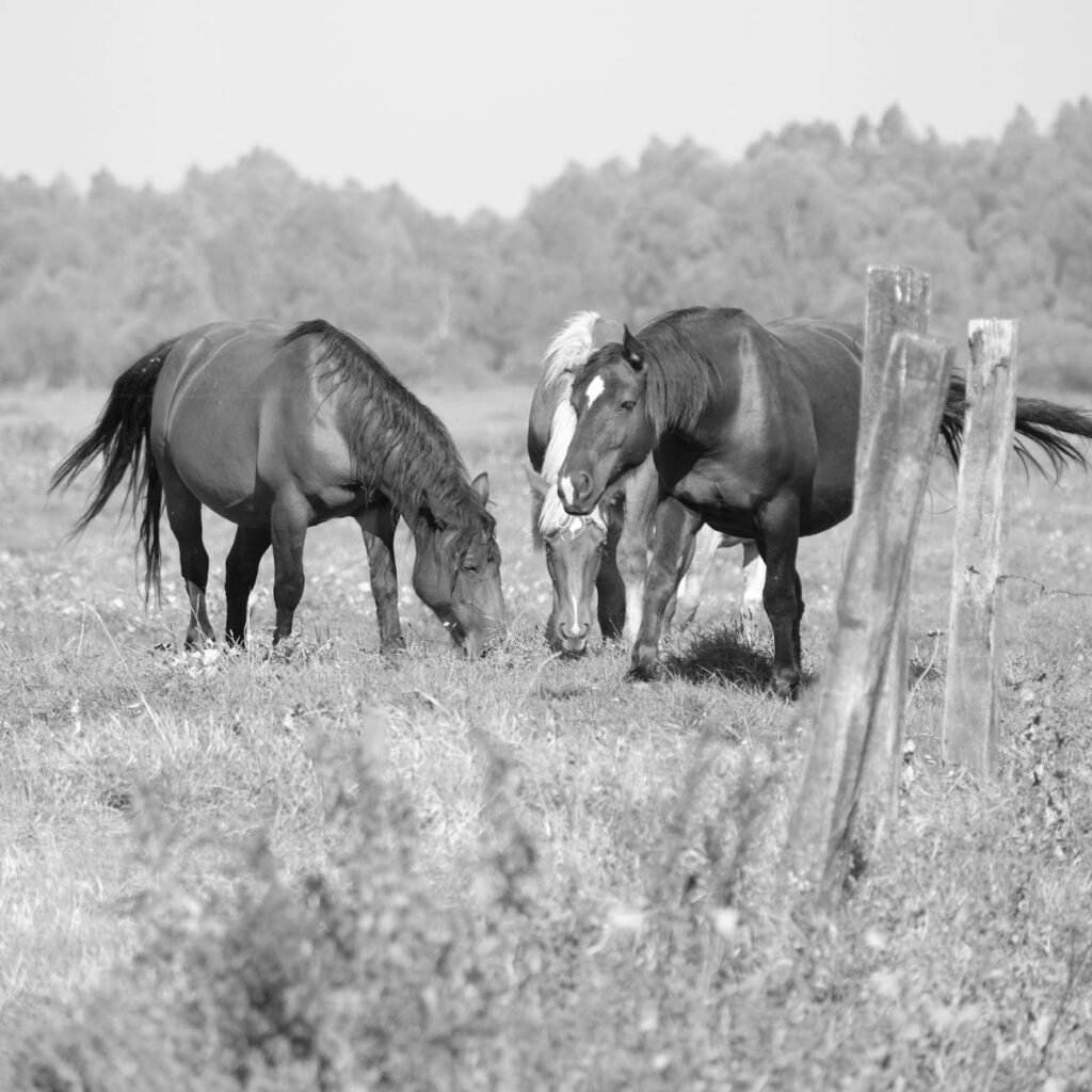 Equine Behavior Business Name Suggestion [2024 Update]