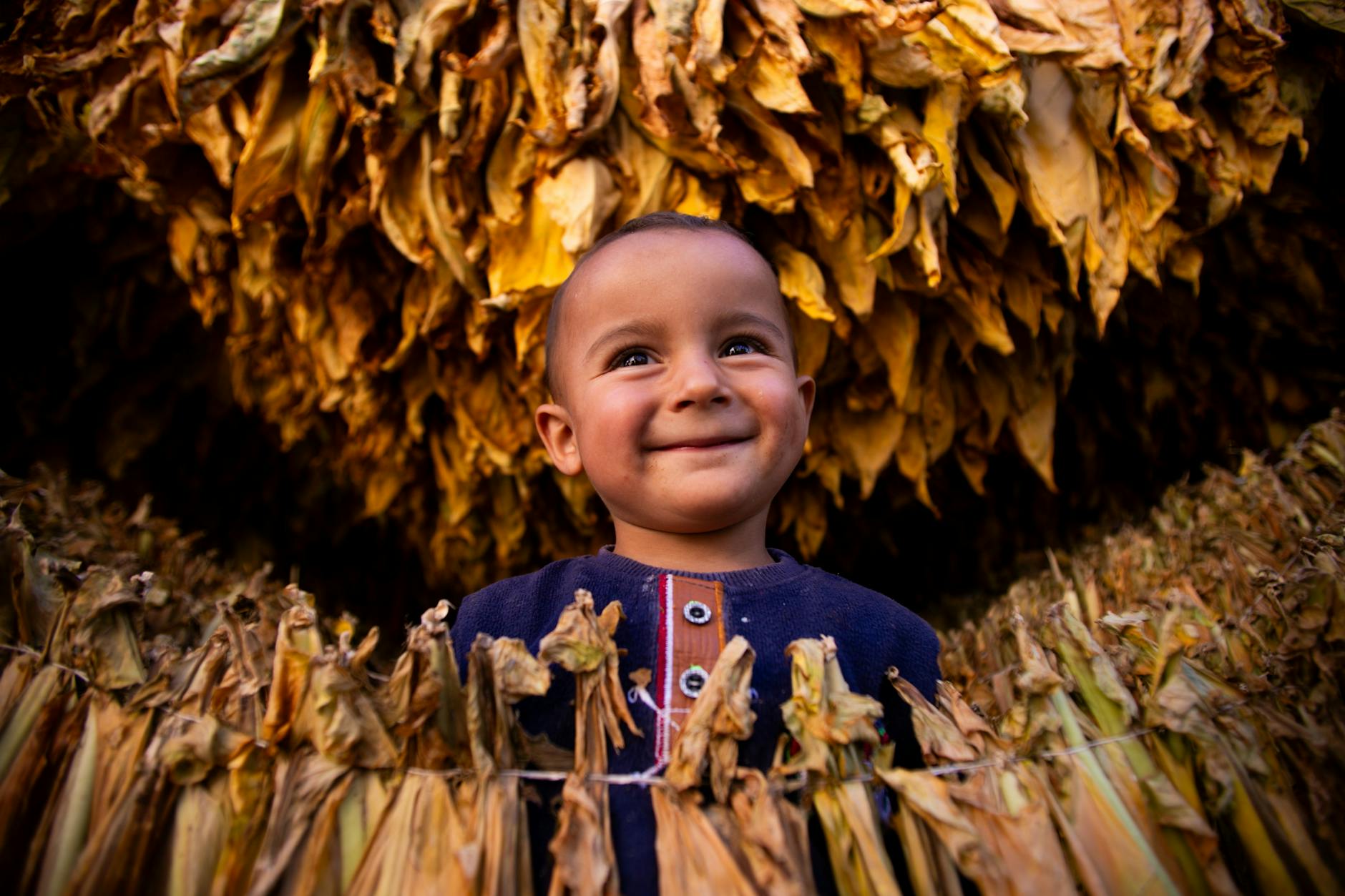 Tobacco Leaves