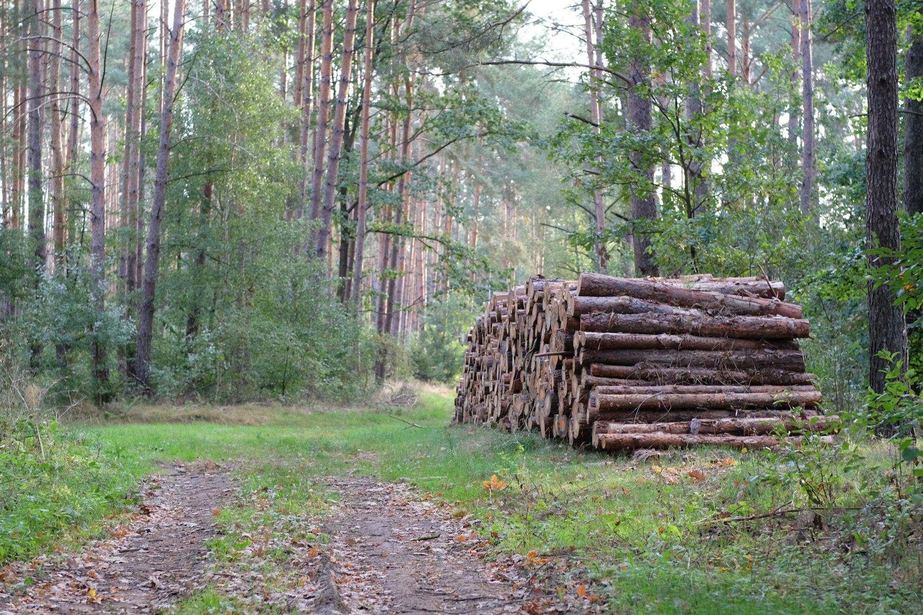 Stacked Timber Logs in a Forest Pathway