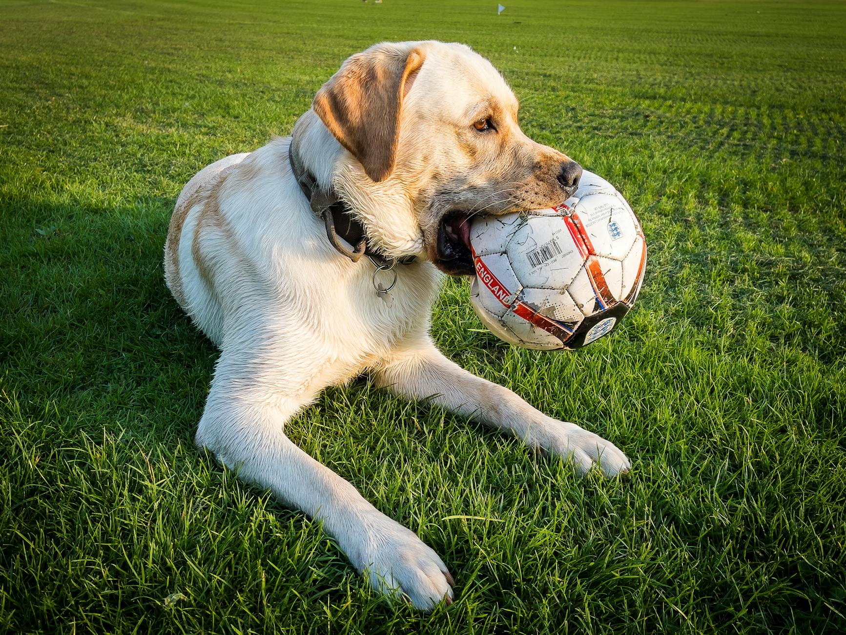 Dog with football