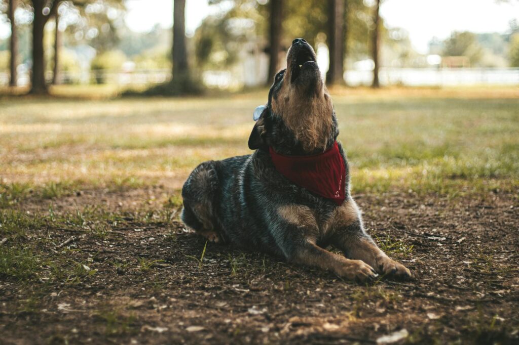 Private Dog Park Business Ideas to Start in 2024