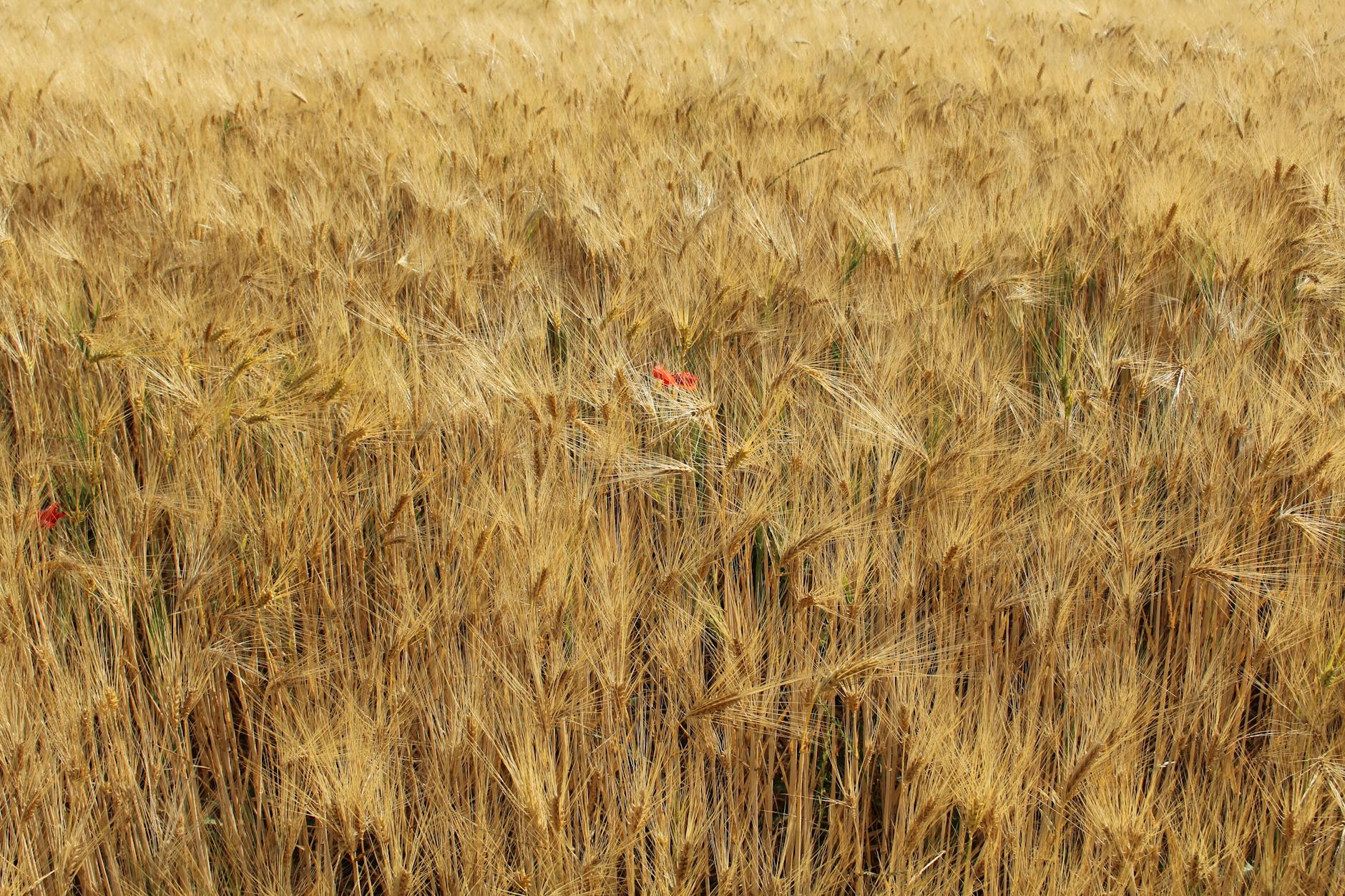 Golden Wheat Field