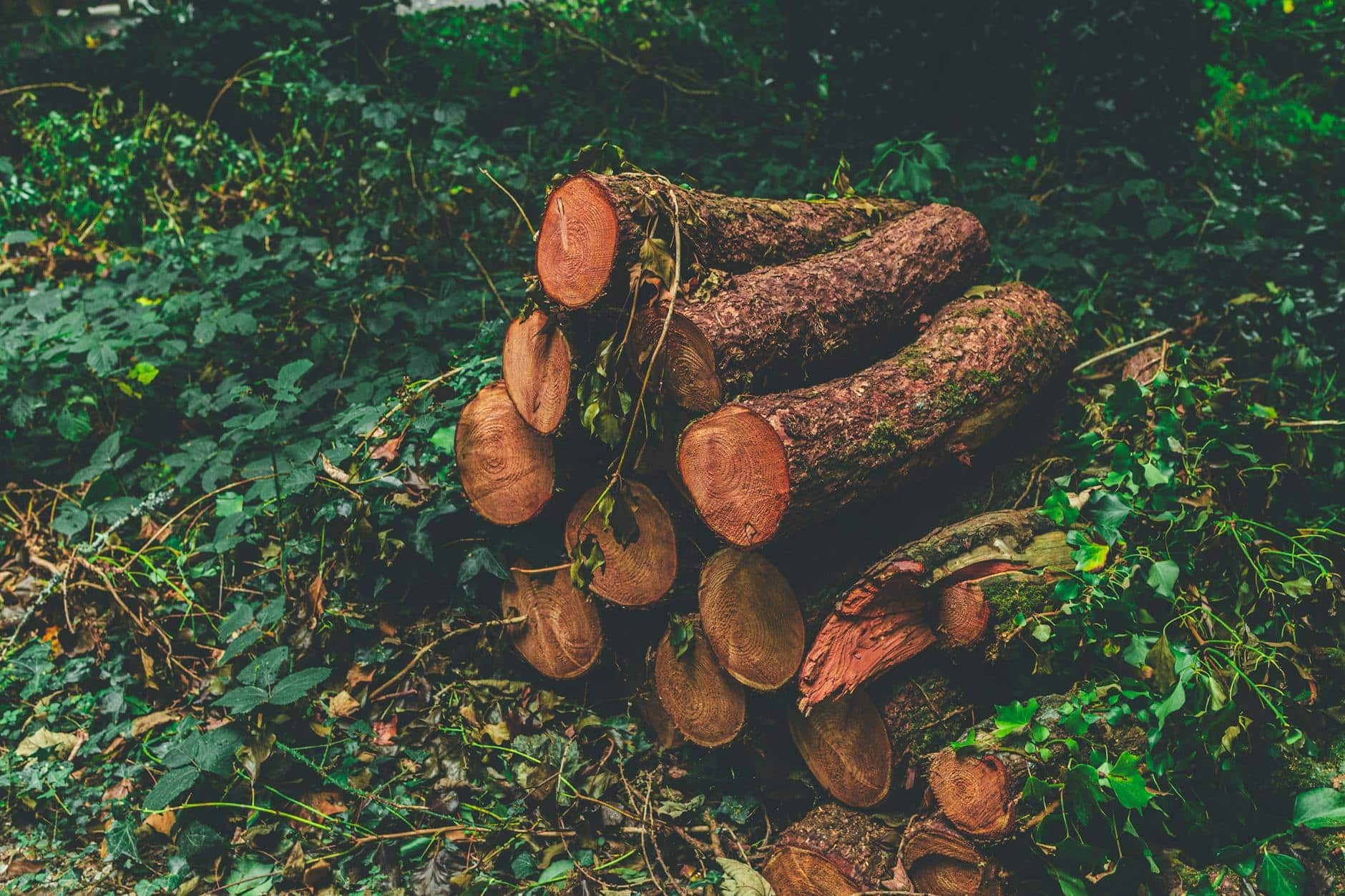 Woodpile in a Forest Clearing