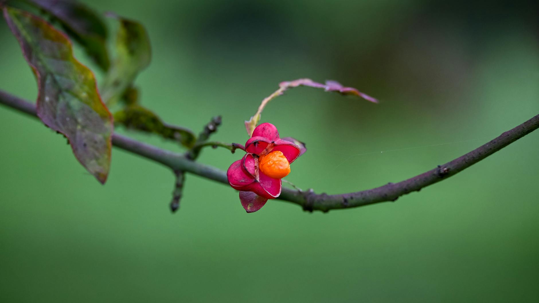 Landscaping Shrubs