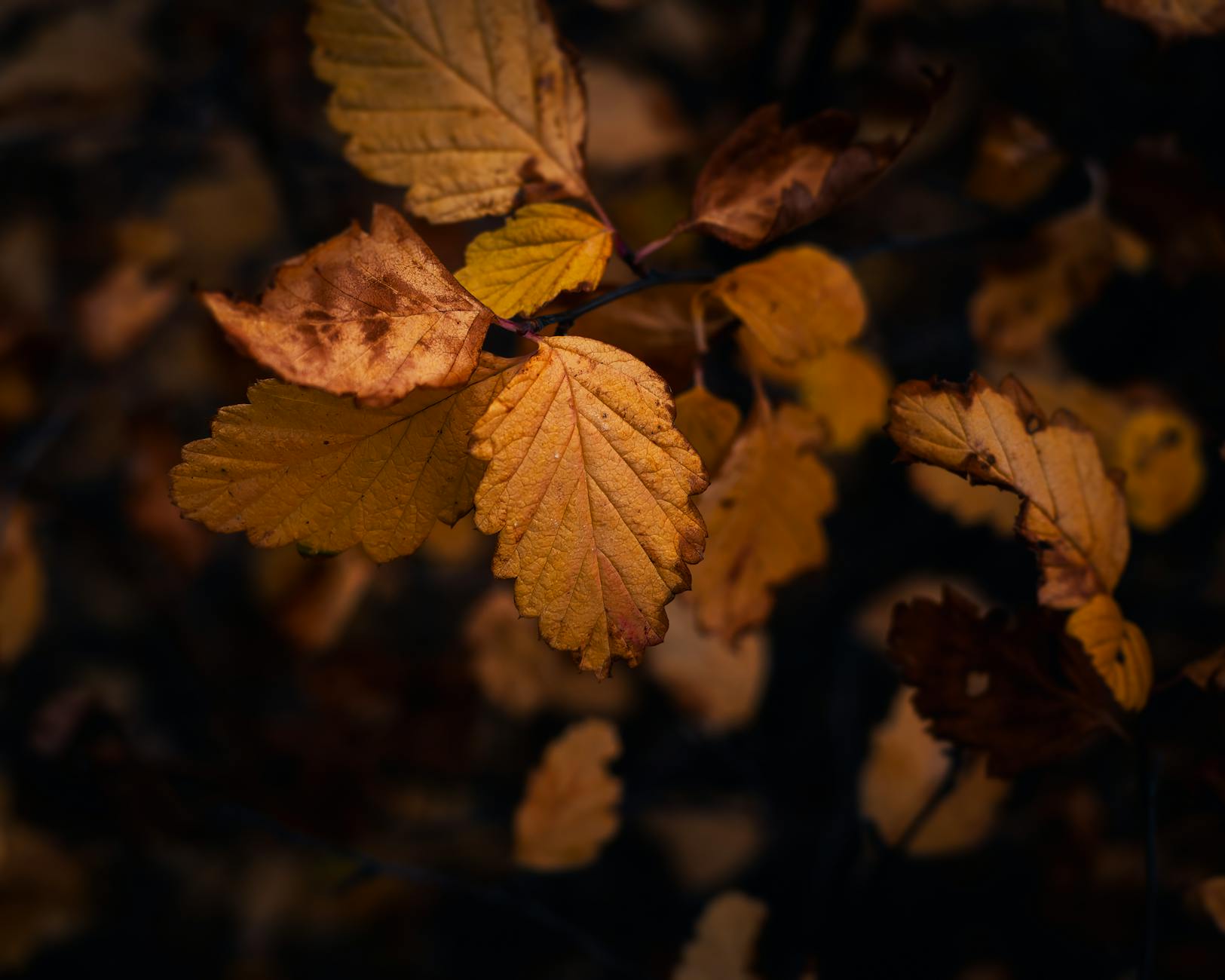 Landscape Shrubs