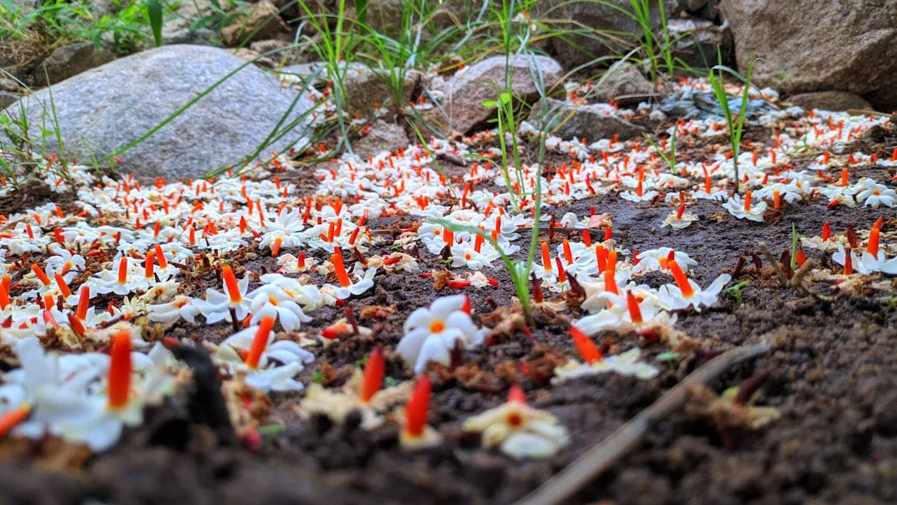 Seed-Based Snacks