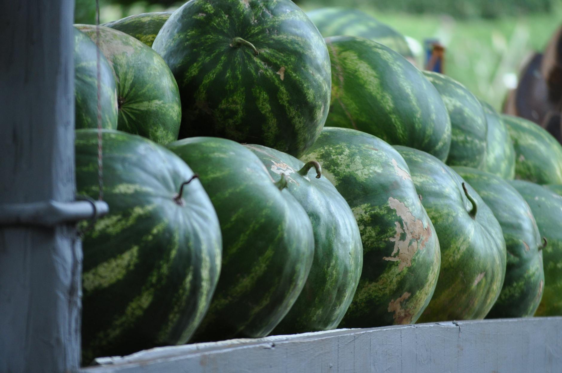 Green Watermelon Fruits