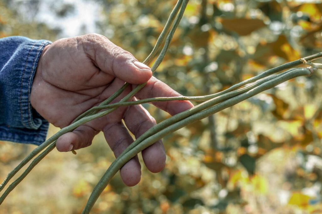 Organic Soybean Processing App Name Ideas