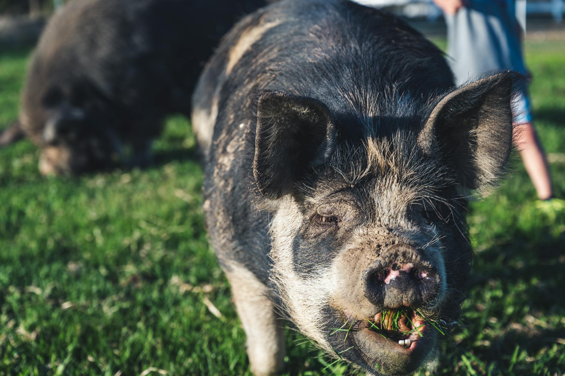 Black kune kune pig eating in farmland