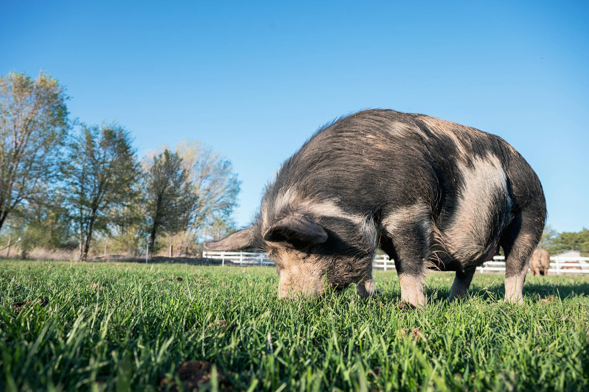 Brown Pig on Green Grass Field