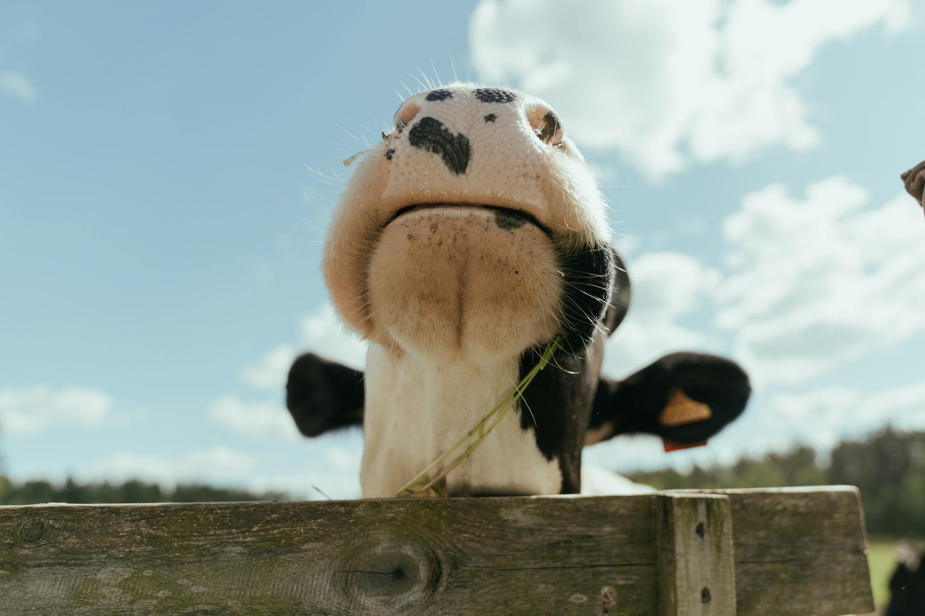 Black and White Cow on Brown Wooden Fence