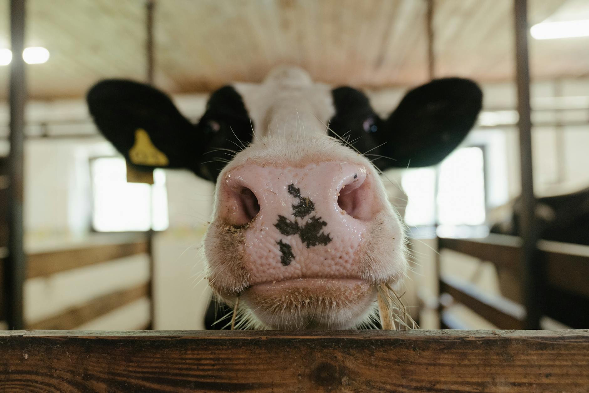 White and Black Cow Head