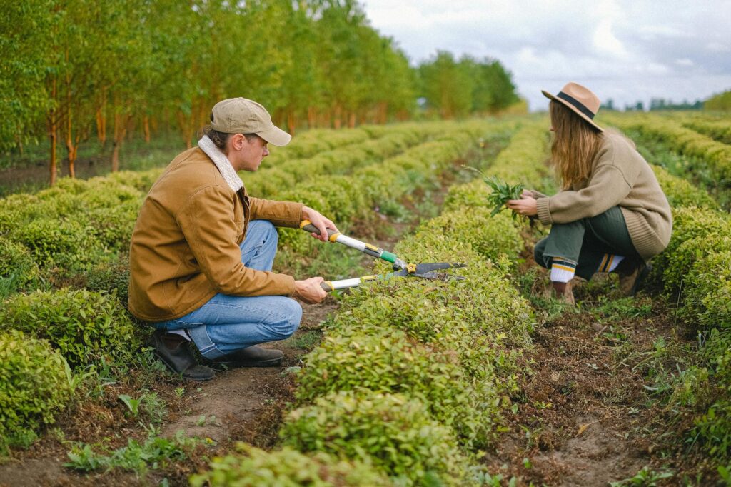 Landscape Shrub Business Ideas to Start in 2024