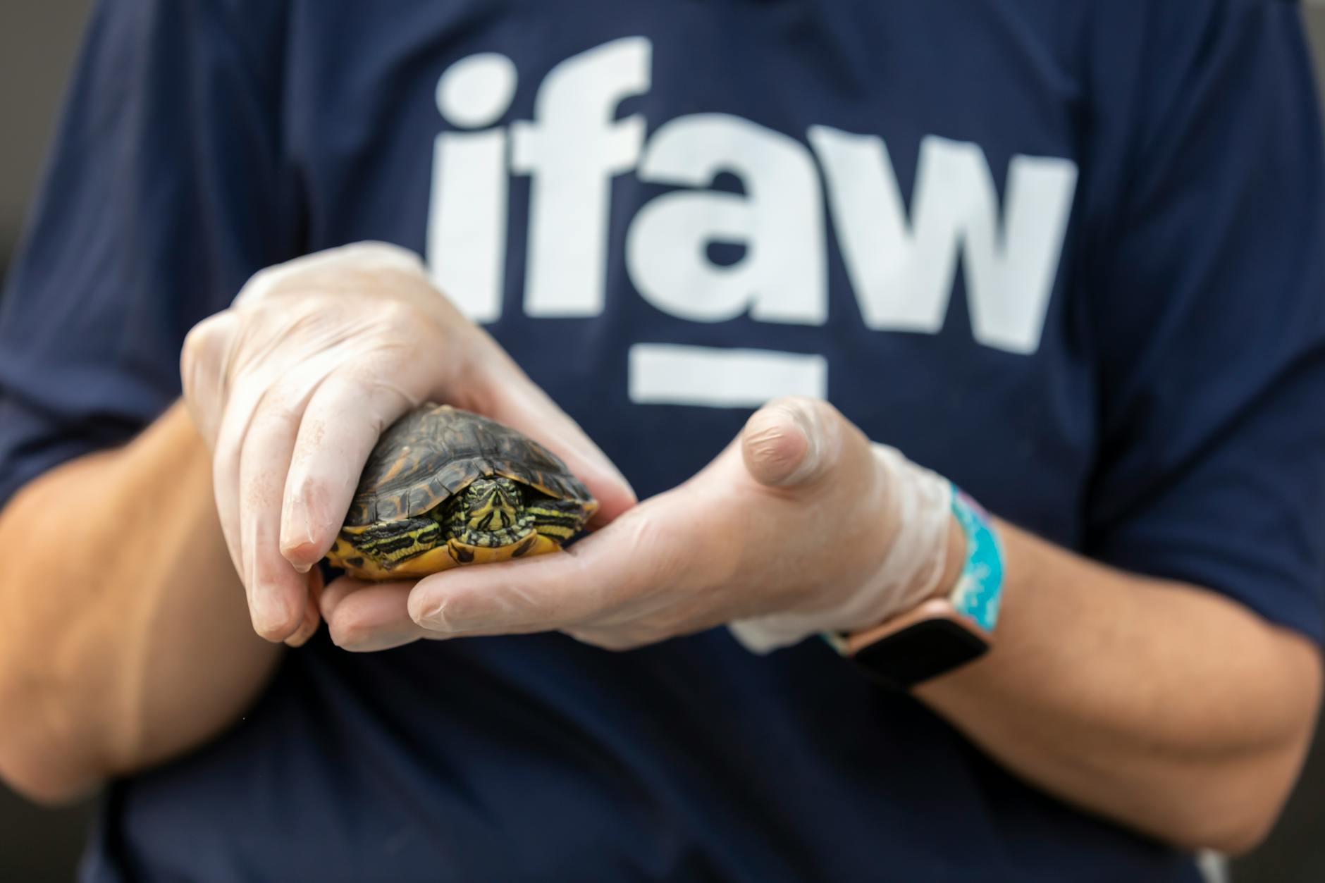 Person Holding a Turtle