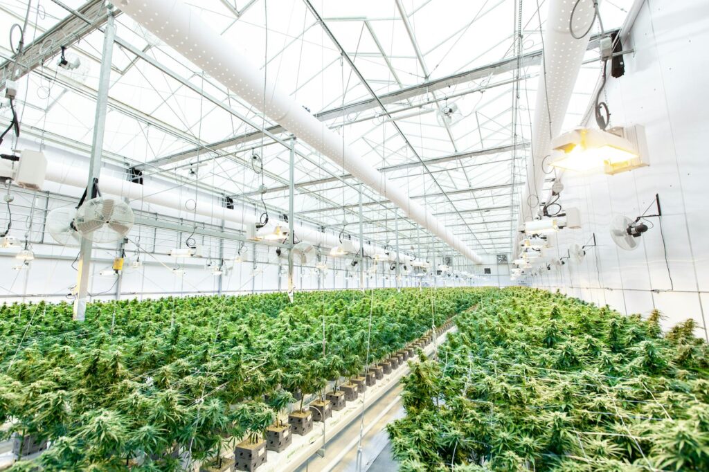 Greenhouse Hydroponic Business Ideas to Start in 2024