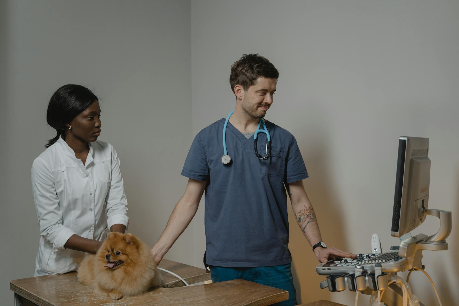 Veterinarian Checking Up the Dog Using an Ultrasound Machine