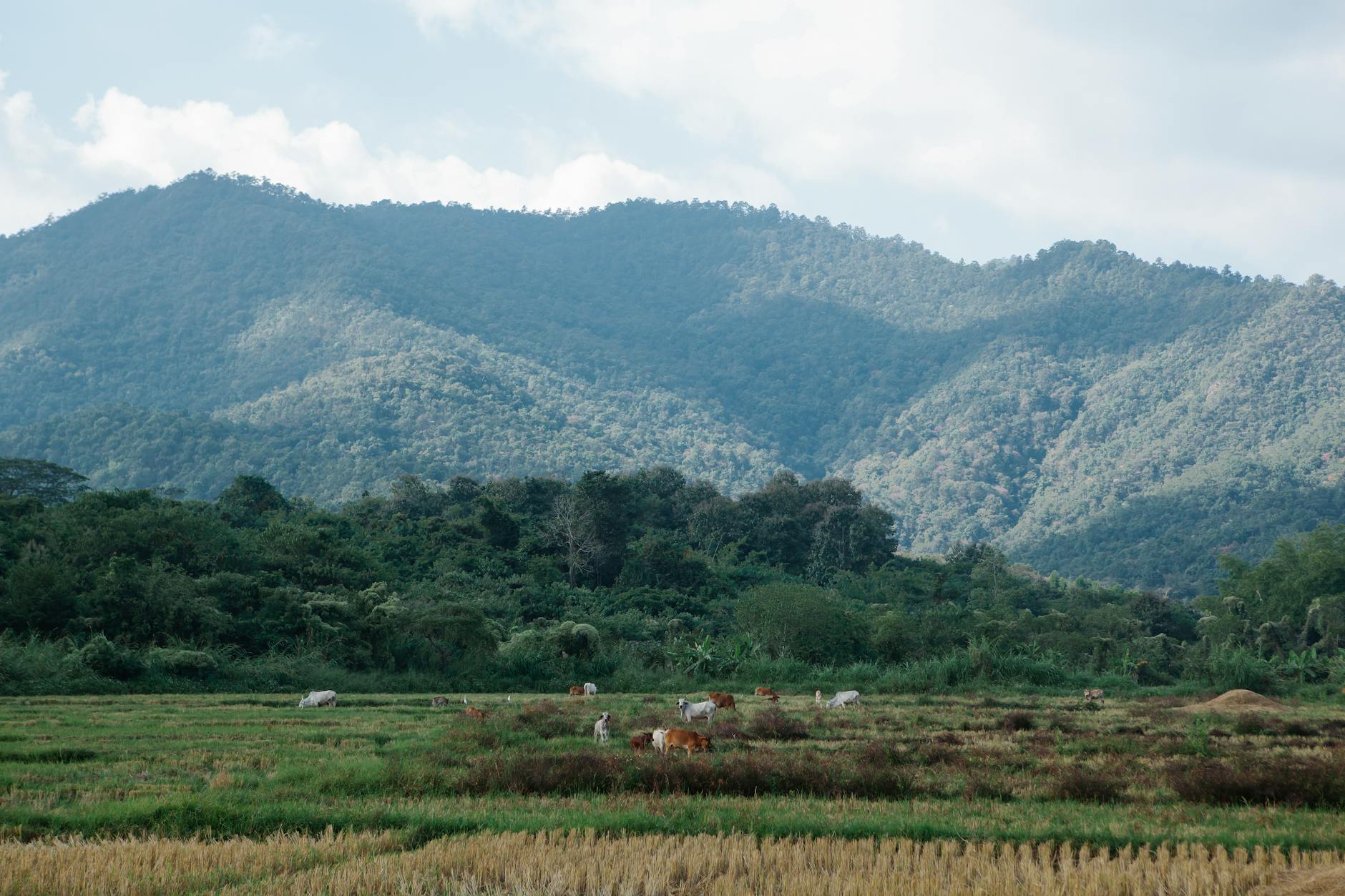 Cattle grazing in a pasture against a green mountain backdrop