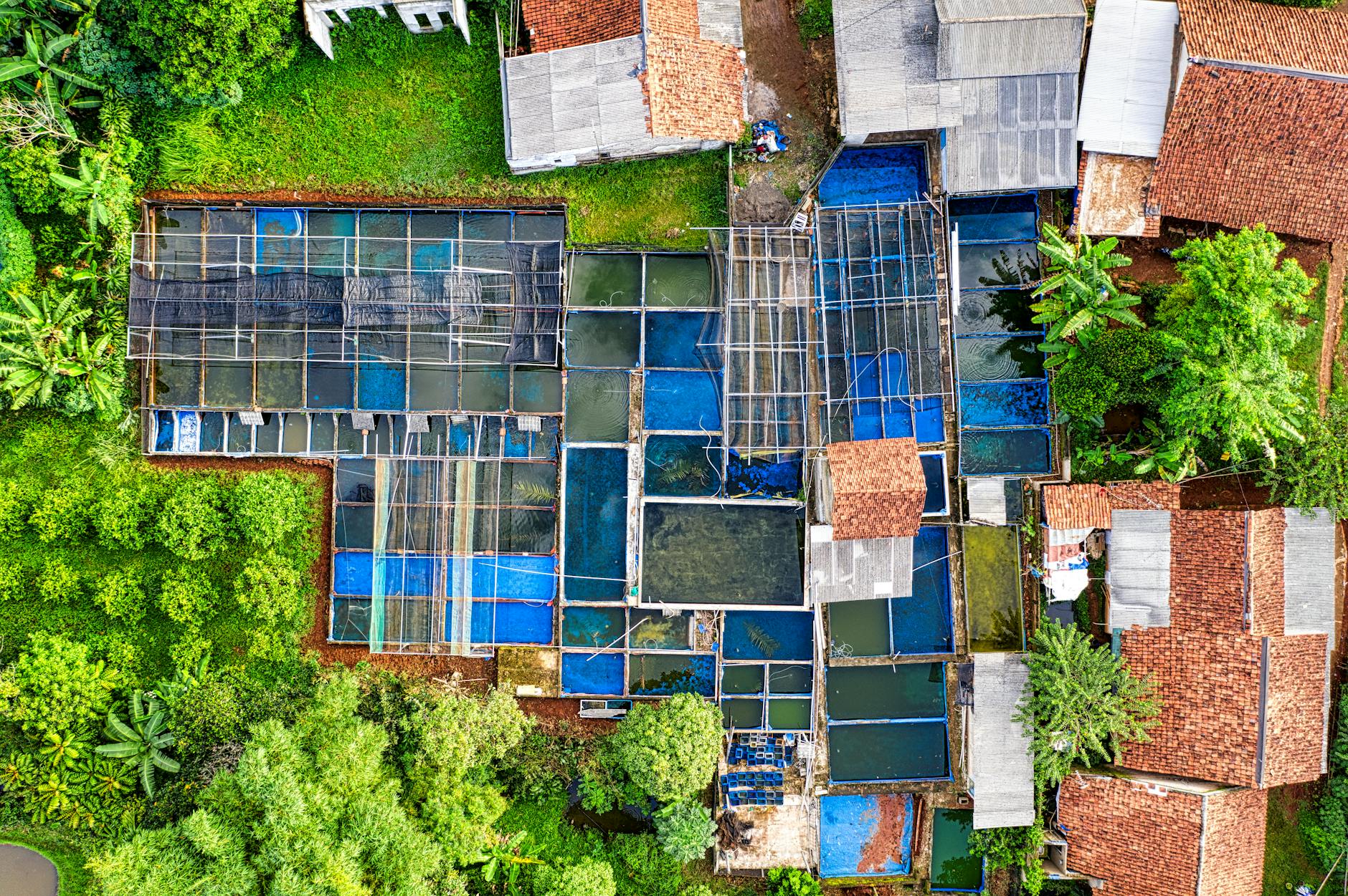 Top view abundance of separated wet agricultural rice plantations