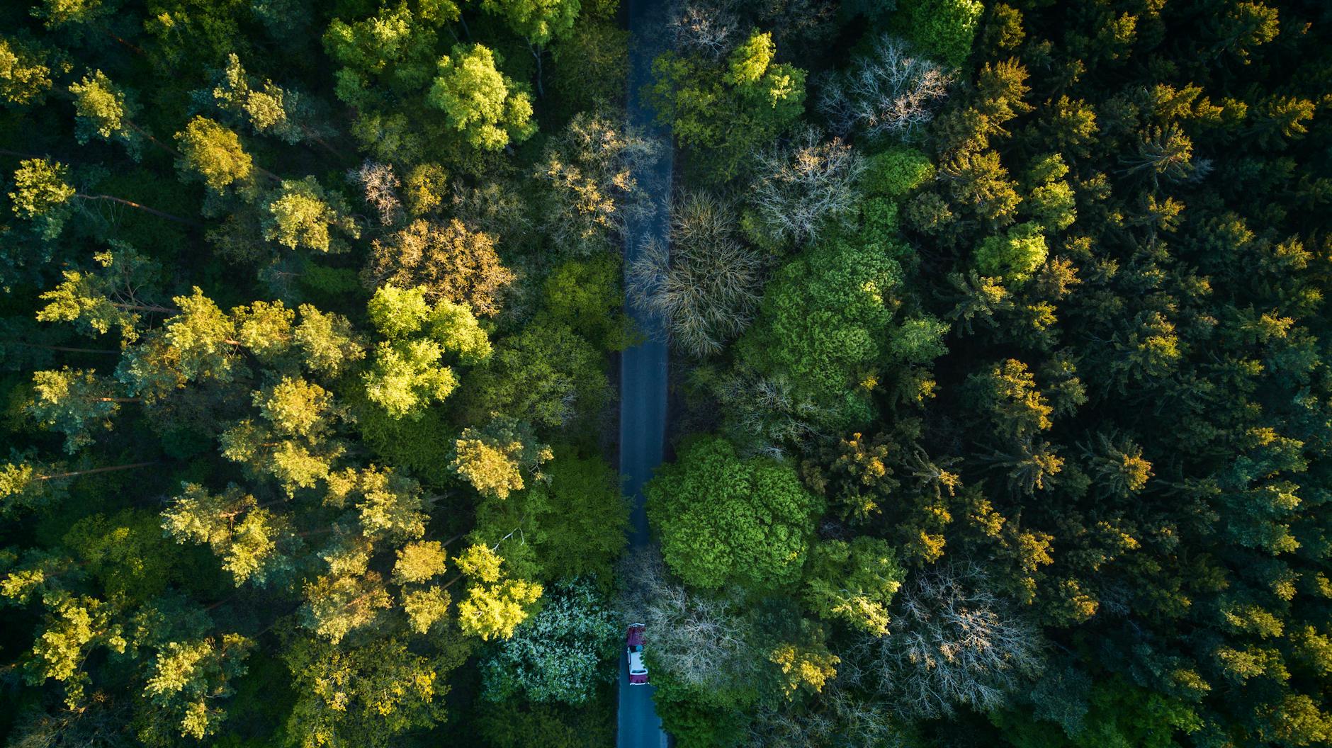 Highway In The Middle Of the Forest