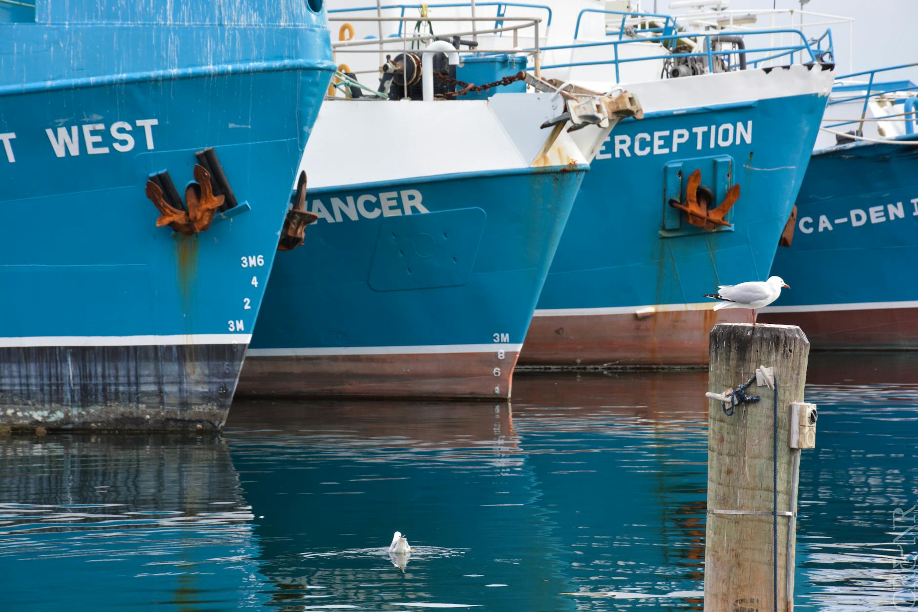 Moored Ships and Seagulls