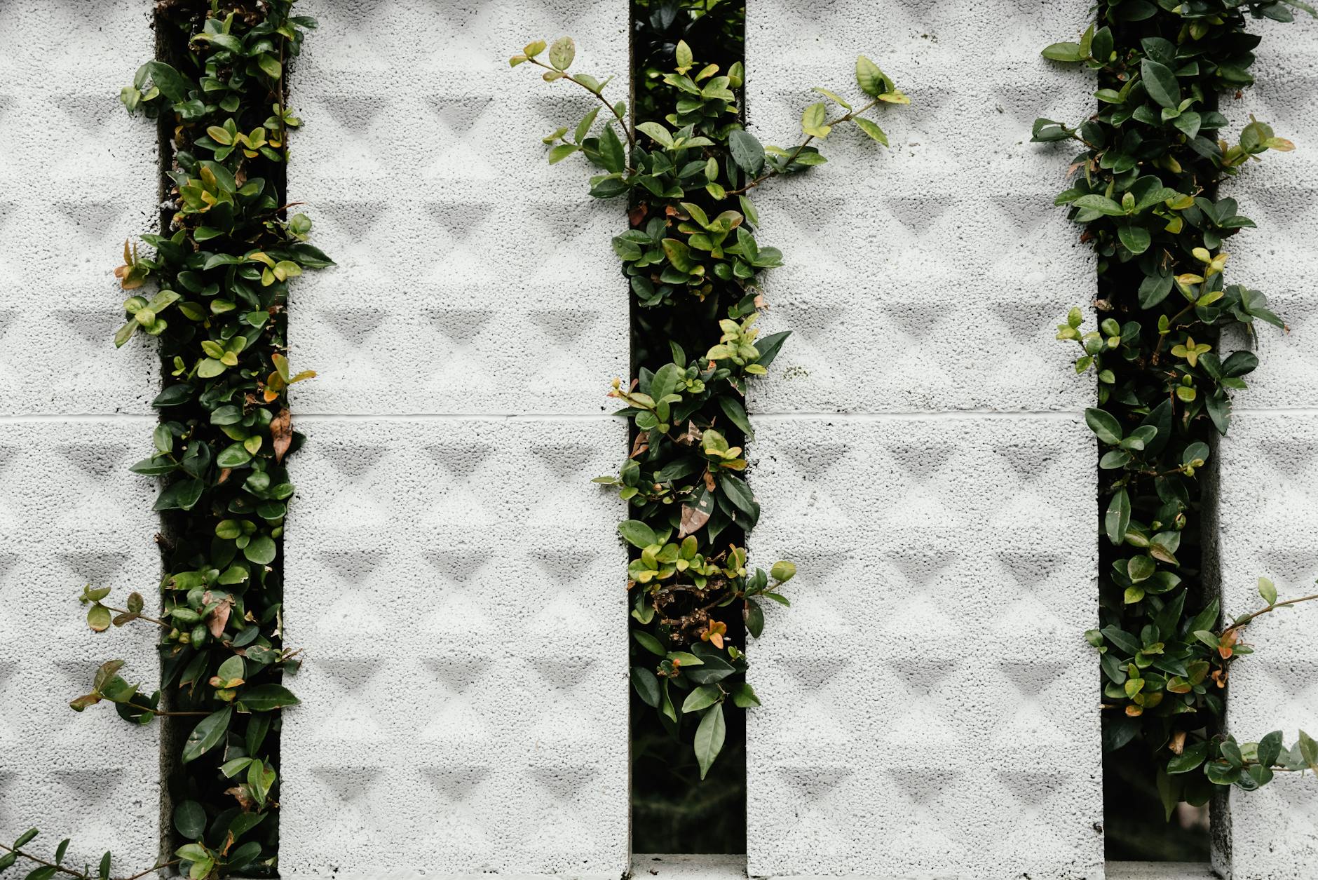 Hedge Growing Between Fence