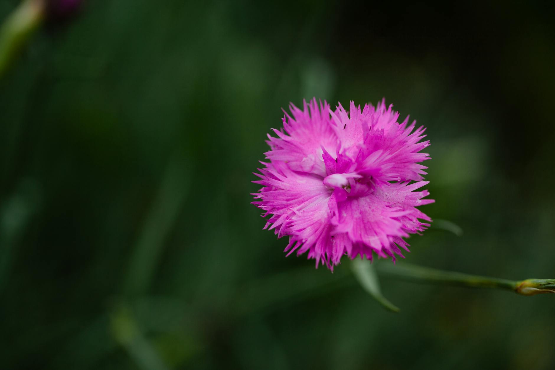 Blooming Pink Flower in Close-Up Photography