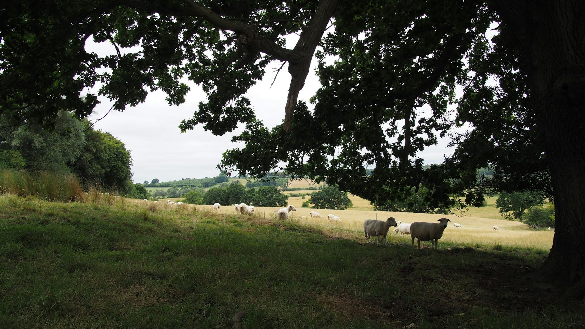 Herd of Sheeps