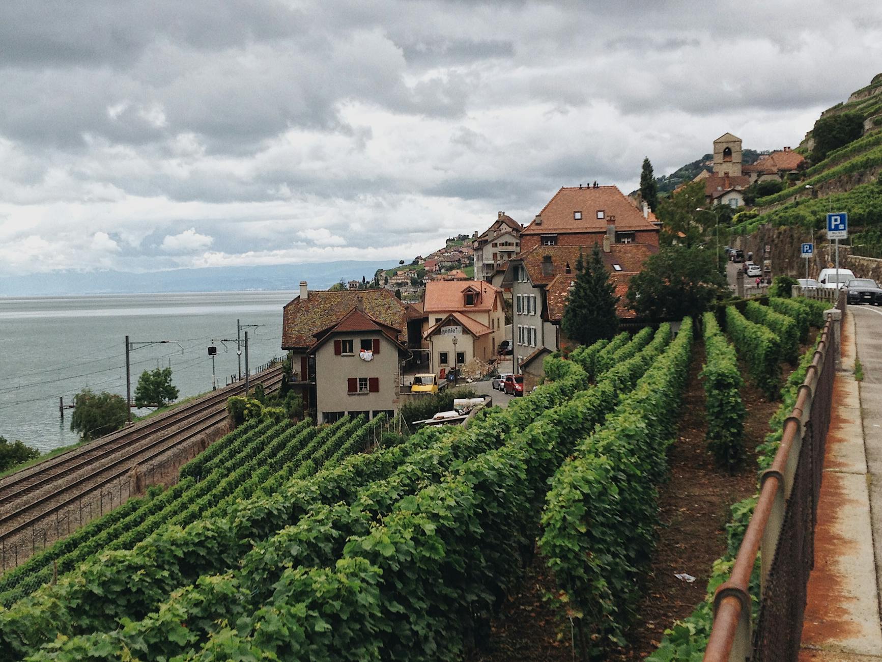 Grapes in a Vineyard