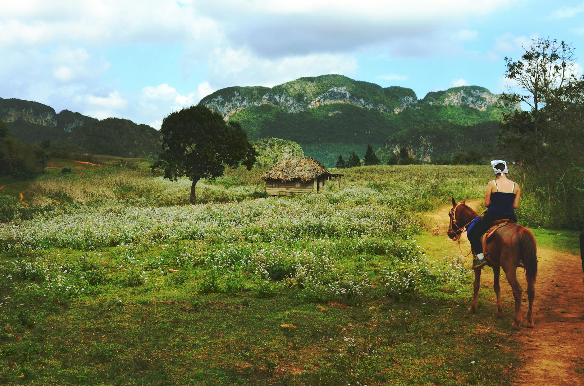 Man Riding Brown Horse Near Green Field during Daytime